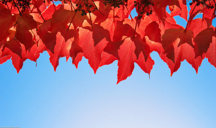Why do leaves change colour